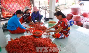 Giá ớt tại Trà Vinh tăng cao kỷ lục 