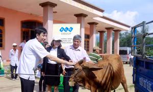 Tập đoàn FLC trao bê giống cho 6 huyện Bình Định