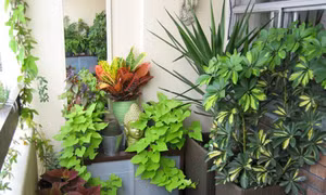 Hà Nội khuyến khích tăng diện tích cây xanh từ nguồn xã hội hóa