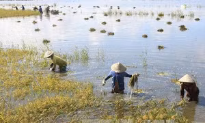 Hàng nghìn ha lúa ở Long An ngập sâu trong nước vì lũ sớm 