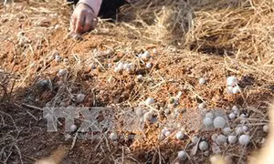Người dân trồng nấm rơm loay hoay tìm nguồn giống chất lượng 