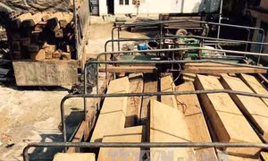 Liều lĩnh trà trộn thêm gỗ quý vào gỗ tang vật để mang ra khỏi rừng