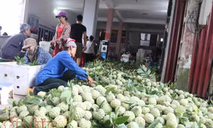 Na Huyền Sơn (Bắc Giang) được mùa, được giá