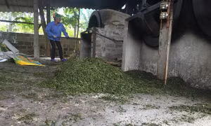 Phát hiện nhiều thùng tạp chất, hóa chất trộn chè để tăng trọng lượng