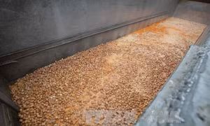 Đan Mạch phát hiện 20 tấn trứng nhiễm thuốc trừ sâu fipronil