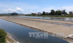 Mưa trái mùa khiến diêm dân Cà Mau thiệt hại nặng