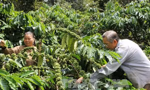 Brazil sẽ nhập cà phê vối của Việt Nam