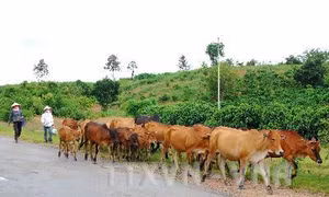 Tây Nguyên chăn nuôi đại gia súc theo hướng sản xuất hàng hóa 