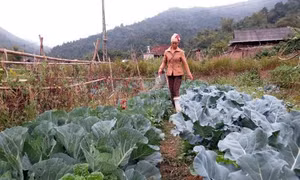 Hơn 230 ha rau màu cung cấp thị trường Tết 