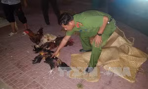 Cà Mau: Phá trường gà quy mô lớn giáp ranh 3 huyện