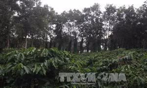 Tấm gương sáng của buôn làng M’nông