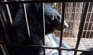 Video cảm động về cuộc đời tù ngục của chú gấu bị nuôi để lấy mật