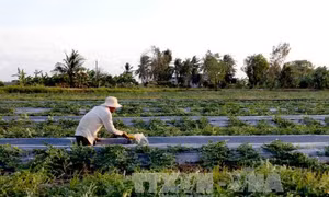 Hối hả thuê đất trồng dưa hấu vụ Tết