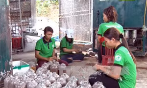 Tổng dư nợ cho vay nông nghiệp công nghệ cao đạt 26.000 tỷ đồng