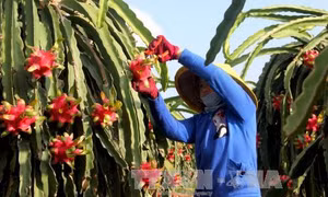 Xuất khẩu rau quả thu 'tỷ đô' vẫn tiếc nuối 