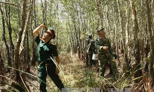 Cà Mau: 11.000 ha rừng đang ở nguy cơ cháy cấp cao nhất