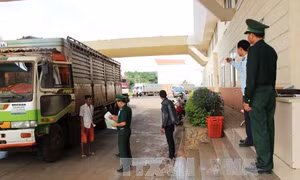 Tạm dừng tái xuất thịt lợn và các phủ tạng lợn đông lạnh qua các cửa khẩu phụ 