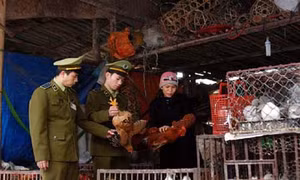 Test nhanh virus cúm A/H7N9 tại các chợ gia cầm Lạng Sơn 