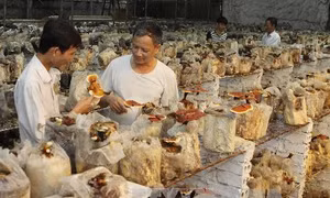 Trồng khảo nghiệm thành công mô hình nấm Linh Chi đỏ