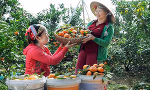 Cam Tân Mộc và câu chuyện của người phụ nữ dám "phá bỏ cây trồng truyền thống"