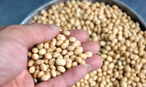 Trung Quốc miễn thuế nhập khẩu một số mặt hàng nông sản cho 5 nước châu Á