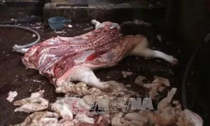 150/150 mẫu thịt được kiểm tra nhiễm khuẩn E.coli 