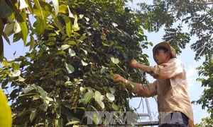 TP Hồ Chí Minh