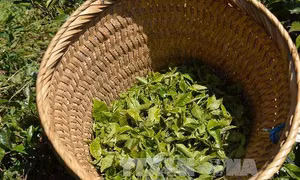 Chè Việt Nam có cơ hội xây dựng thương hiệu tại Mỹ