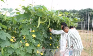 Hà Nội: Giảm án, tha tù trước thời hạn cho 145 phạm nhân