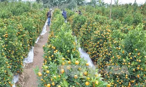 Làng đào, quất Hợp Lý rộn ràng đón Tết