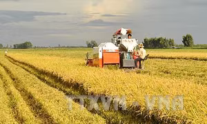 Đánh thức tiềm năng vùng Đồng Tháp Mười - Bài 2: Phát triển nông nghiệp bền vững