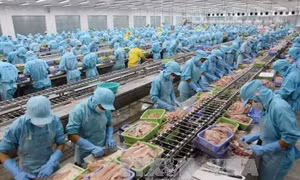 Xuất khẩu cá tra tăng trưởng nhẹ, xuất hiện một số thị trường mới nổi quan trọng