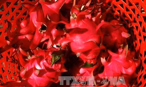 Vị ngọt thanh long ruột đỏ trên đất gò đồi