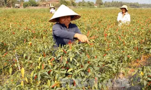 Nhân rộng mô hình chuyển đổi cây trồng cạn
