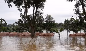 Thanh Hóa: Mưa lớn nhấn chìm 4.000 con lợn tại Trại giam số 5