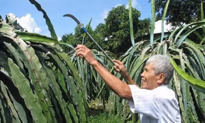 Sản xuất nông nghiệp hữu cơ đang thu hút nhiều nhà nông