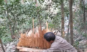 Cây gỗ nghiến tiếp tục bị hạ tại Vườn quốc gia Ba Bể
