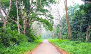 Đi trong ban mai