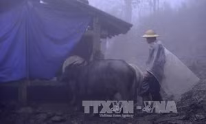 Lạng Sơn tăng cường phòng chống đói rét cho gia súc, gia cầm