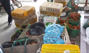 TP Hồ Chí Minh