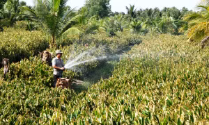 Khơi dậy phong trào khởi nghiệp ở đồng bằng sông Cửu Long