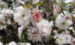 Đào, mai Sapa bung nở rực rỡ thu hút khách du lịch