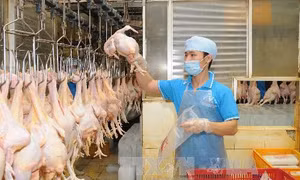 Việt Nam xuất khẩu lô thịt gà đầu tiên sang Nhật Bản