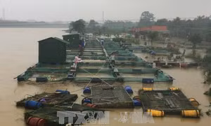 Cơ cấu lại thời hạn trả nợ cho các hộ gia đình bị thiệt hại do bão số 12