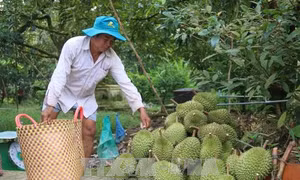 Sầu riêng trái vụ giá cao