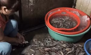 Bắt quả tang một cơ sở kinh doanh tại Hà Nội bơm tạp chất vào tôm 