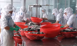 TP Hồ Chí Minh