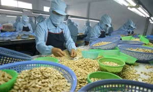 Nỗi lo 'được mùa, mất giá' tại thủ phủ điều Bình Phước