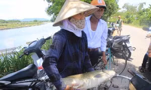 Thừa Thiên - Huế tìm nguyên nhân cá lồng trên sông Bồ chết bất thường