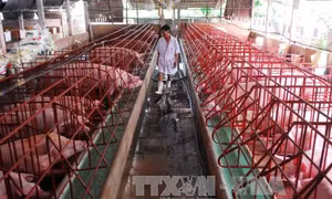 Đàn gia súc, gia cầm đã vượt ngưỡng